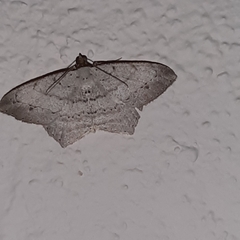 Psamatodes pernicata