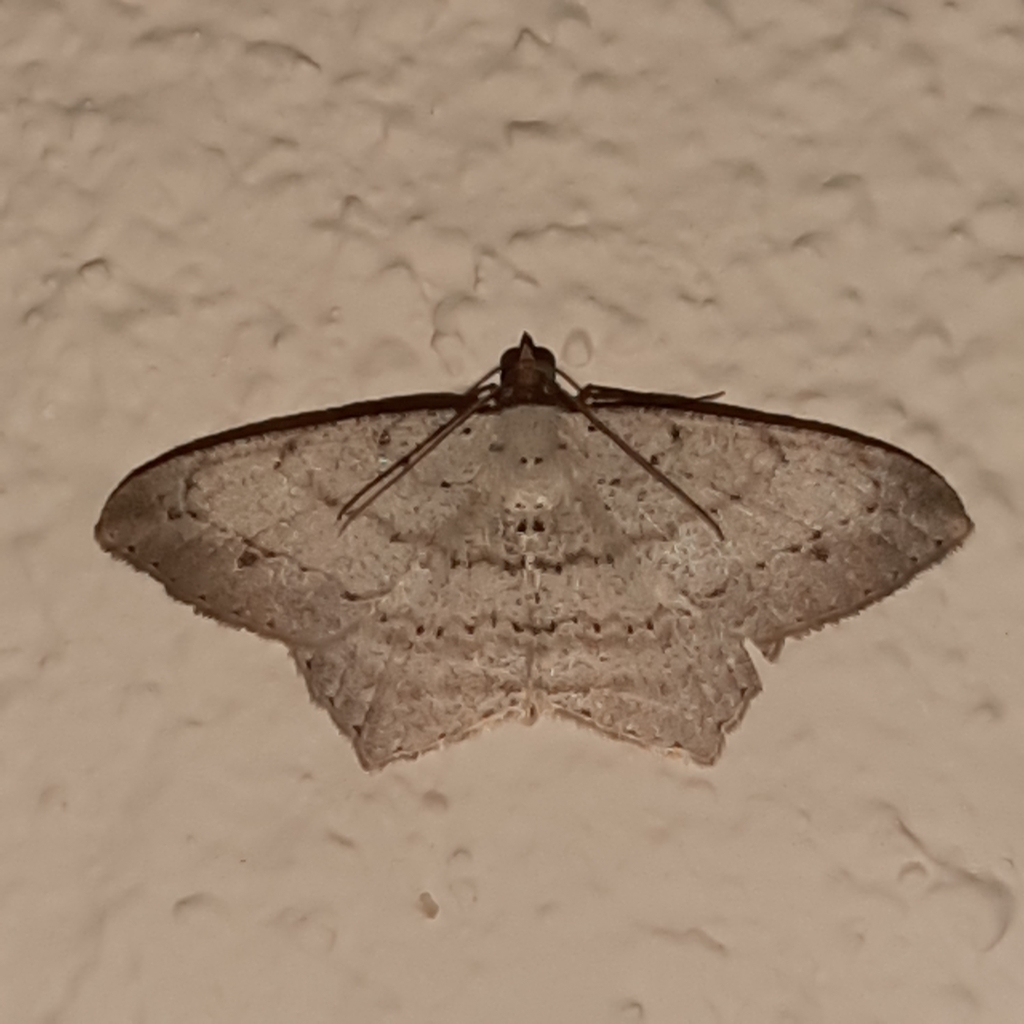 Psamatodes pernicata
