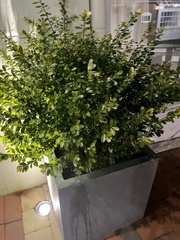 Buxus sempervirens