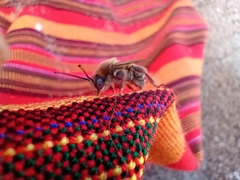 Melissoptila tandilensis