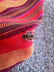 Melissoptila tandilensis