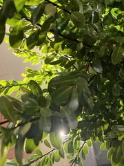 Buxus sempervirens