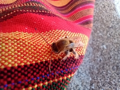 Melissoptila tandilensis