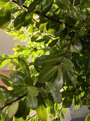 Buxus sempervirens