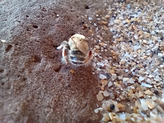 Melissoptila tandilensis