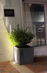 Buxus sempervirens