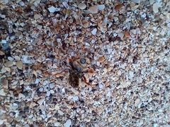 Melissoptila tandilensis