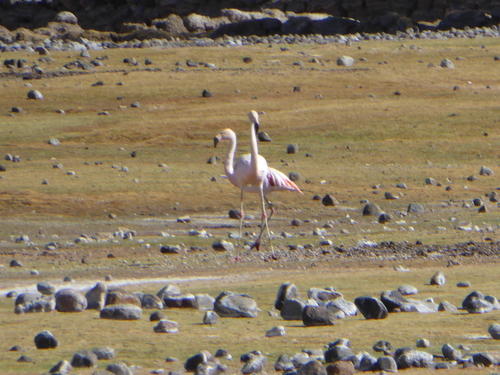 Phoenicopterus chilensis