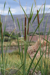 Typha domingensis