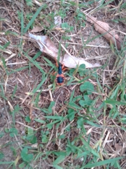 Ectomocoris patricius