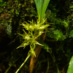 Pleurothallis ruscifolia