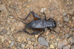 Gryllus vocalis