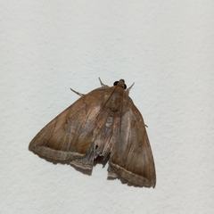Lepidoptera
