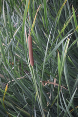 Typha domingensis