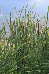 Typha domingensis