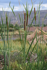 Typha domingensis