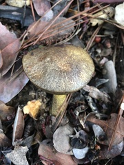 Suillus fuscotomentosus