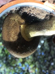 Suillus fuscotomentosus