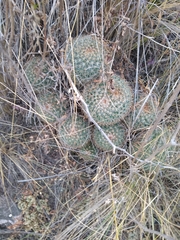 Mammillaria rhodantha