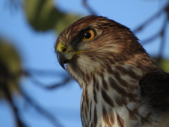 Accipiter cooperii