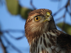 Accipiter cooperii