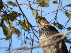 Accipiter cooperii
