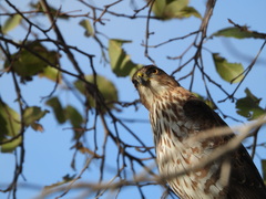 Accipiter cooperii