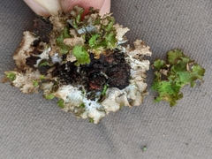 Tuckermanopsis platyphylla