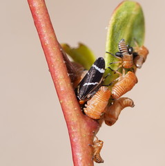 Eurymeloides bicincta