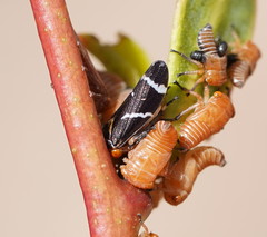 Eurymeloides bicincta