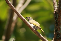 Lichmera indistincta