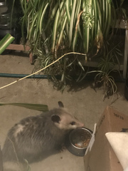 Didelphis virginiana