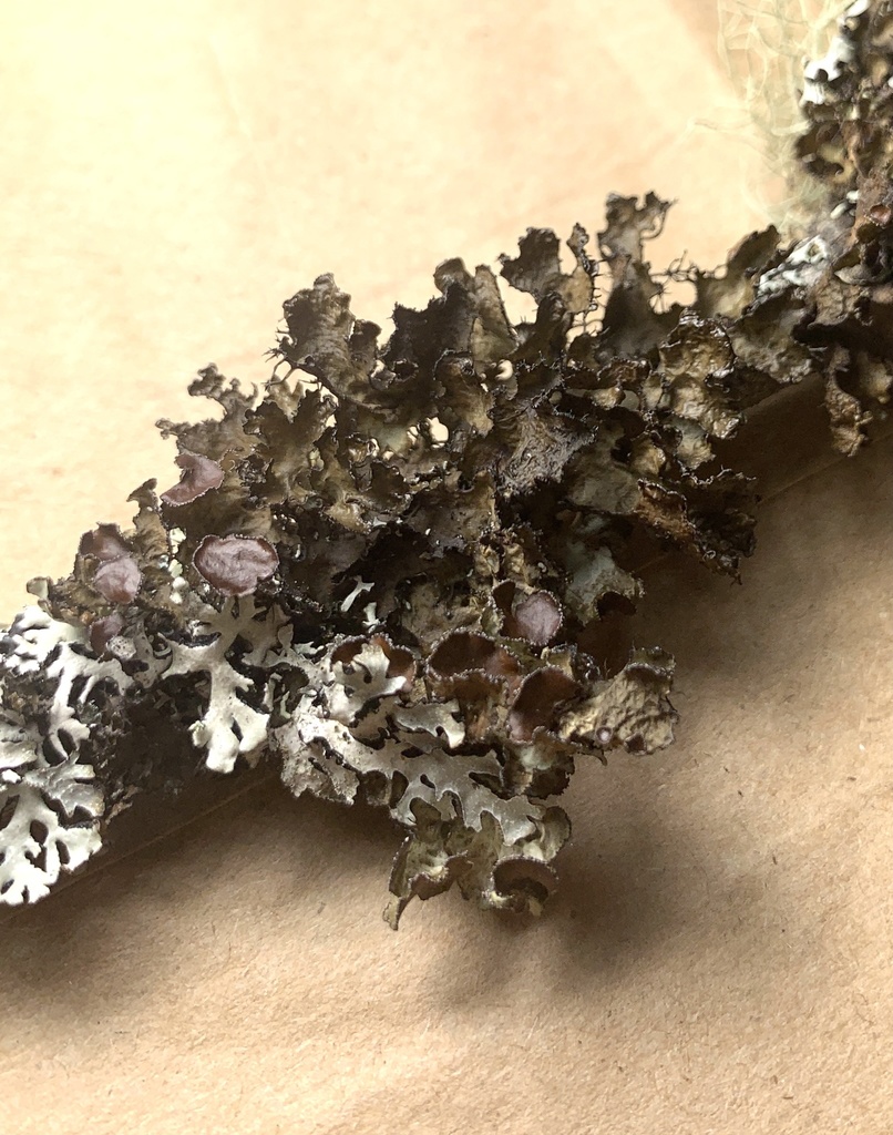 Fringed Wrinkle Lichen