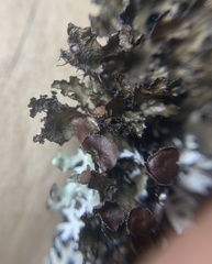 Tuckermanopsis americana