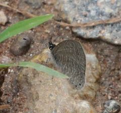 Pseudonacaduba sichela