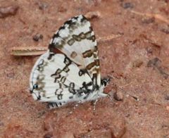 Uranothauma vansomereni