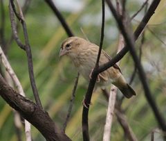 Euplectes hordeaceus