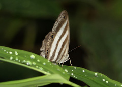 Pareuptychia binocula