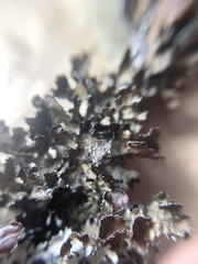 Tuckermanopsis americana