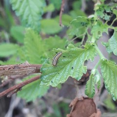 Xanthogaleruca luteola