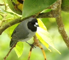 Schistochlamys melanopis
