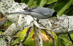 Schistochlamys melanopis