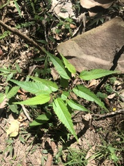 Corchorus cunninghamii