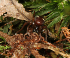 Asagena americana