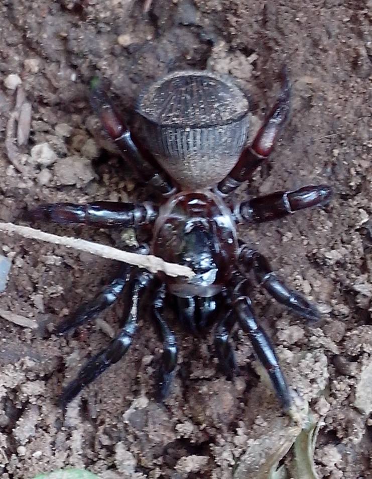 trapdoor spiders