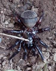 Cyclocosmia loricata