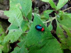 Asphaera abdominalis