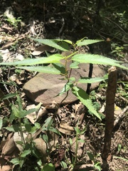 Corchorus cunninghamii