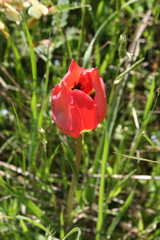 Tulipa agenensis