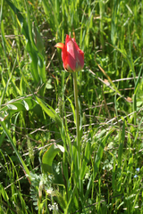 Tulipa agenensis